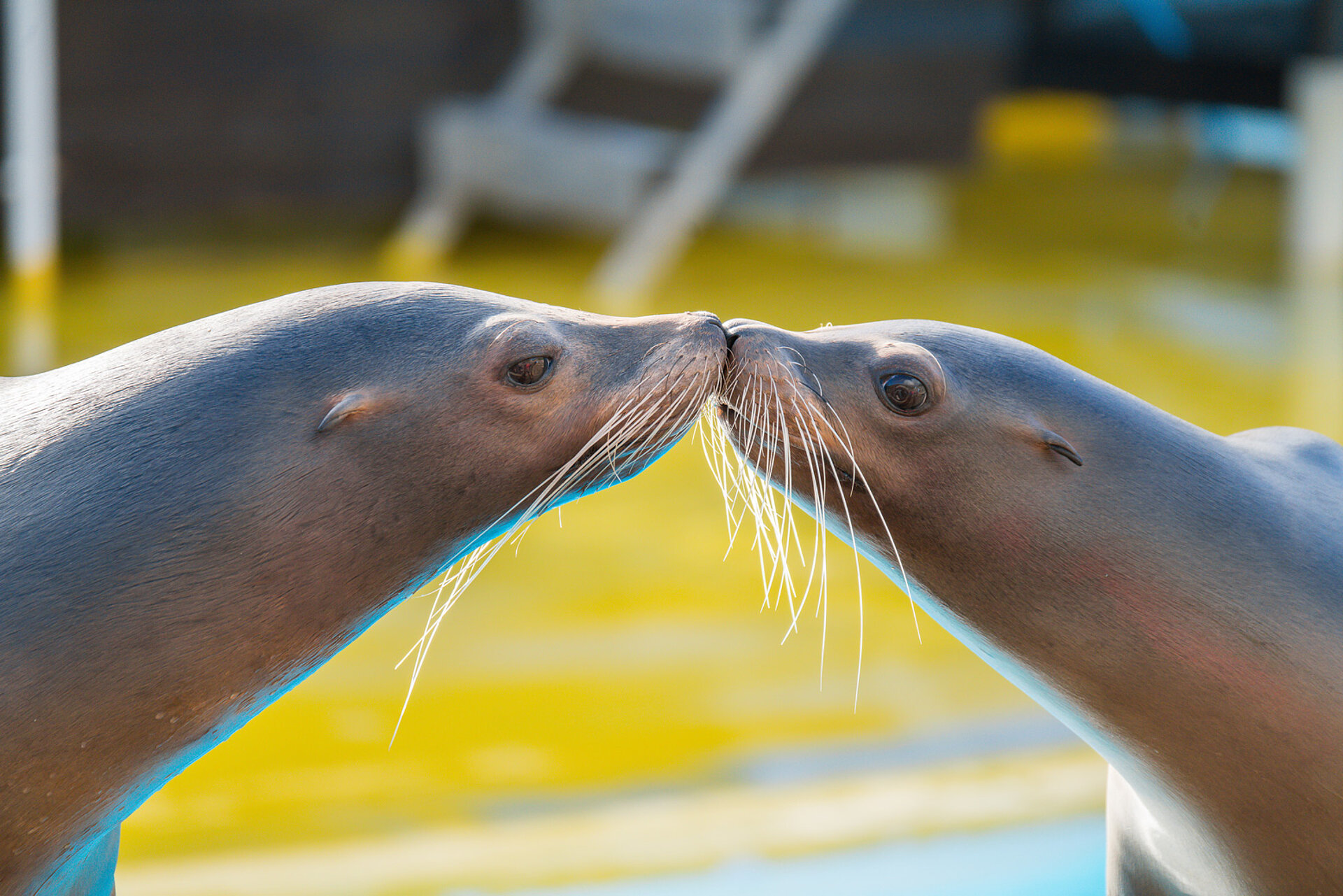 Sea Lion Splash