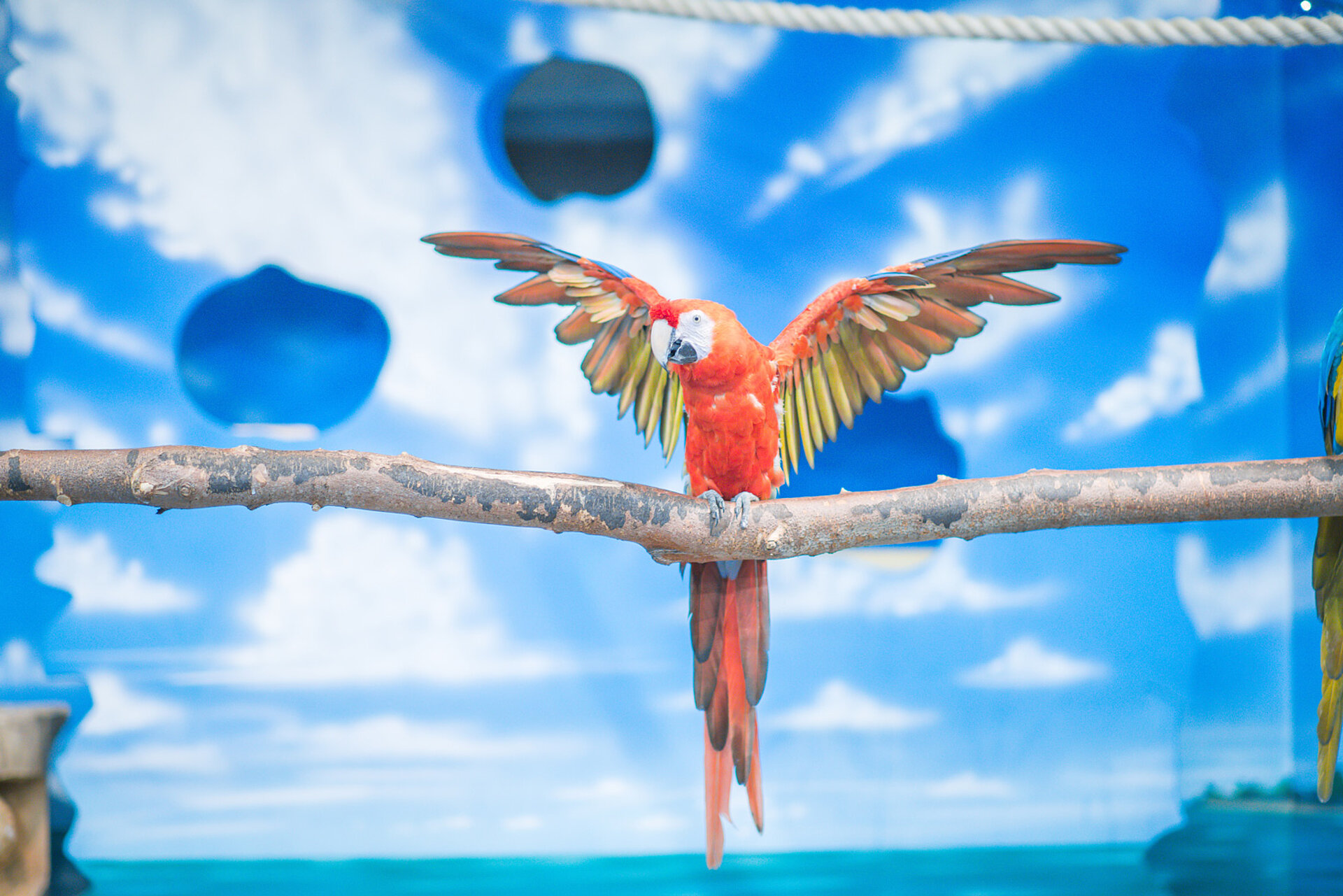 Birds of Paradise