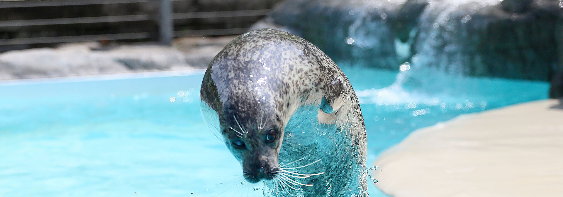 Sea Lion Splash