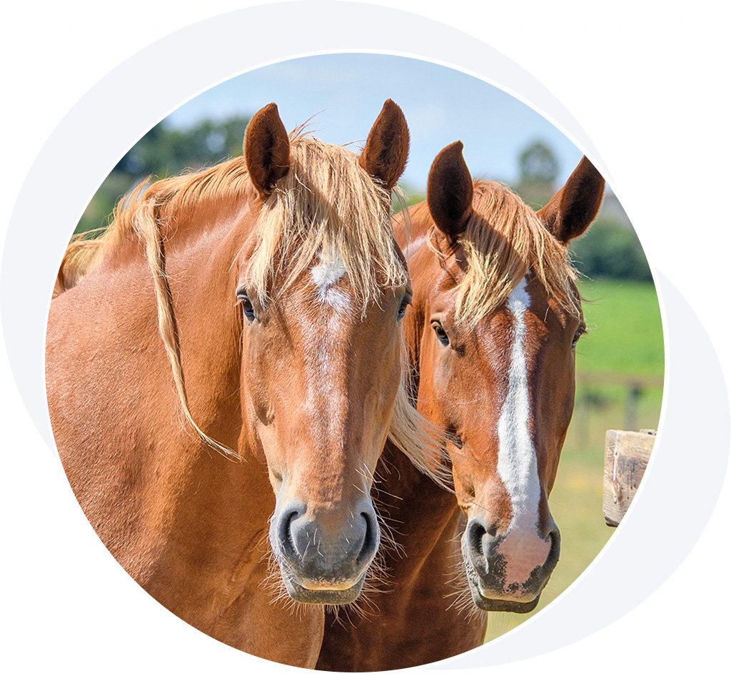 horses Suffolk Punch Trust