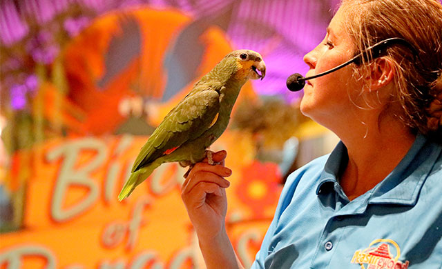 Parrot and woman with microphone
