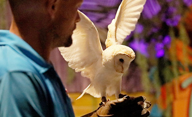 Barn owl with handler