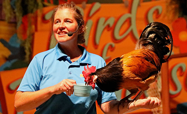 Rooster and a woman