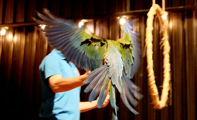 Blue parrot in flight with handler