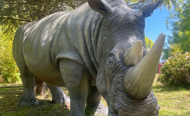 Life size rhino model