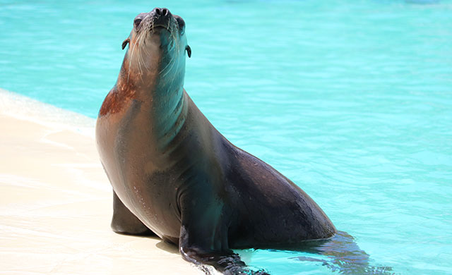 Sea lion on the edge of a pool
