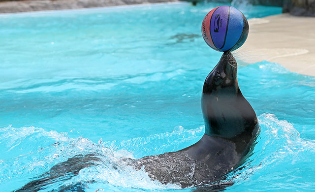 Sea lion in water balancing a ball