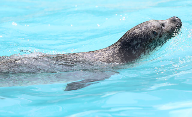 Seal swimming