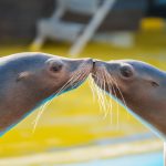 Sea Lion Splash